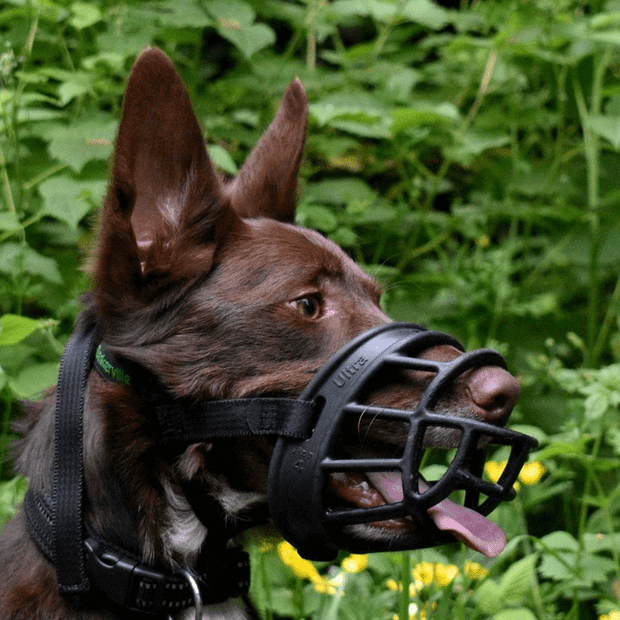 COMPANY OF ANIMALS - Baskerville Ultra Dog Muzzle Black - DE Pet