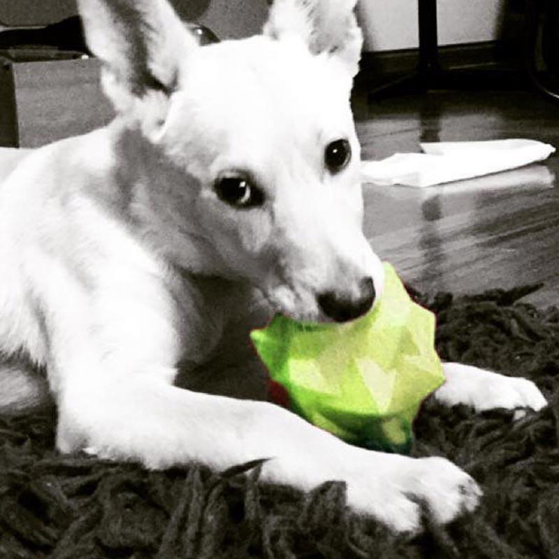 AUSSIE DOG Monster Treat Toy Green - DE Pet