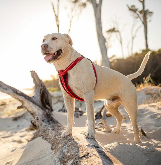 EZYDOG - Chest Plate Harness (Pink Camo) - DE Pet