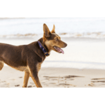 ANIPAL - Billie The Bilby Dog Collar - DE Pet