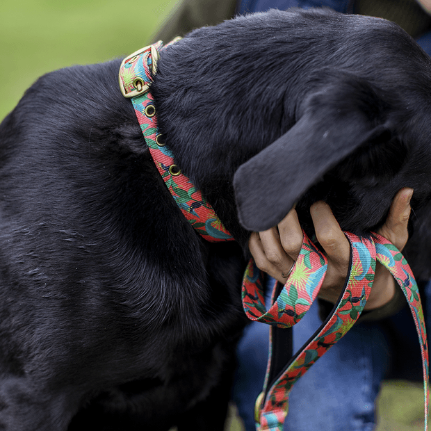 ANIPAL - Clancy The Black Cockatoo Dog Collar - DE Pet