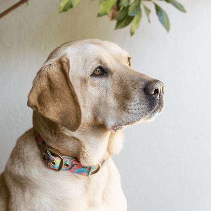 ANIPAL - Clancy The Black Cockatoo Dog Collar - DE Pet