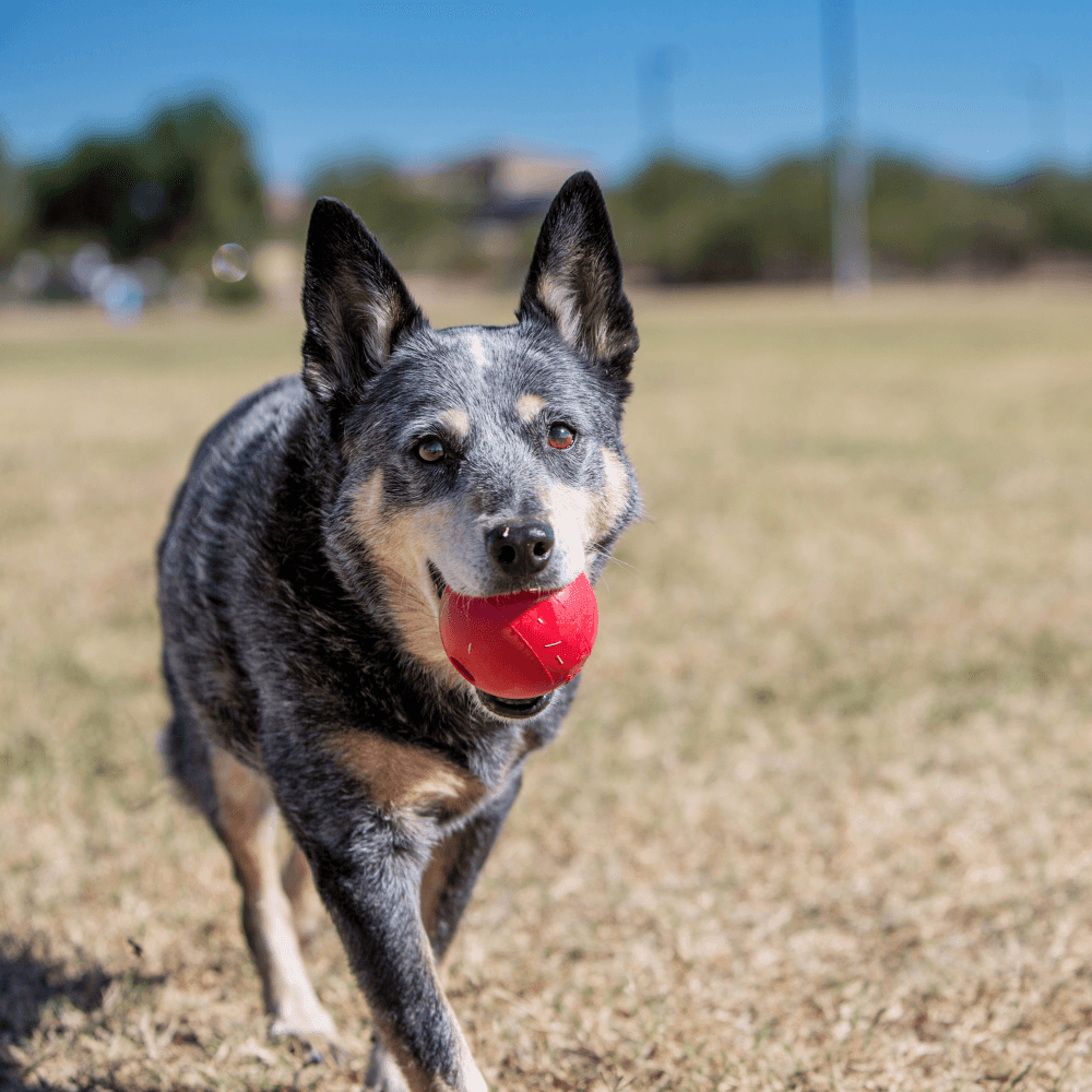 KONG - Ball Extreme Bounce - DE Pet