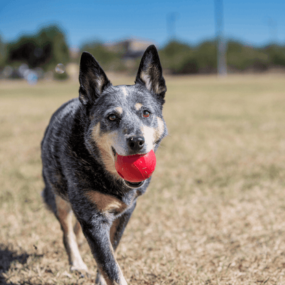 KONG - Ball Extreme Bounce - DE Pet